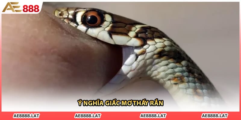 Ý nghĩa giấc mơ thấy rắn
